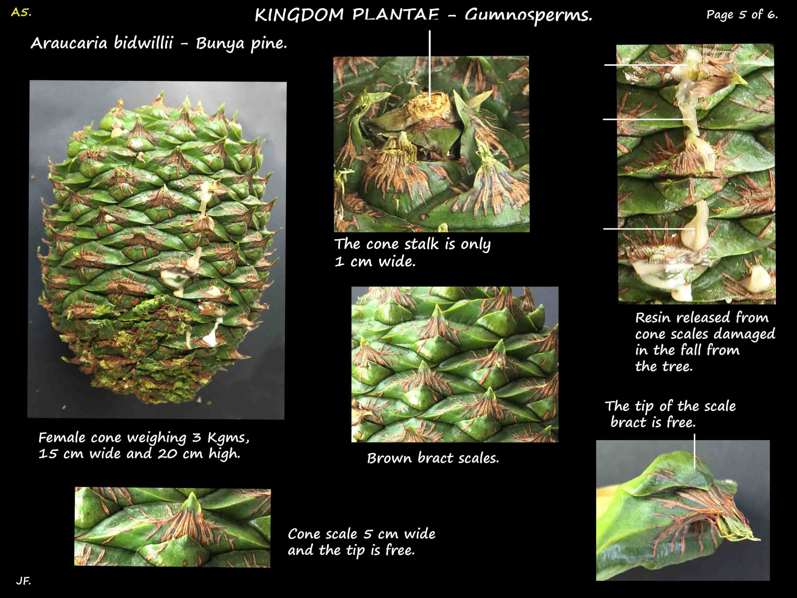 5 Bunya pine cones